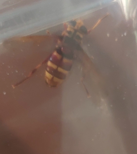 Milesia crabroniformis