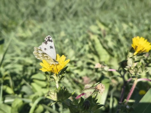 Eastern Bath White