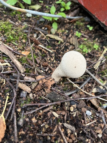 common puffball