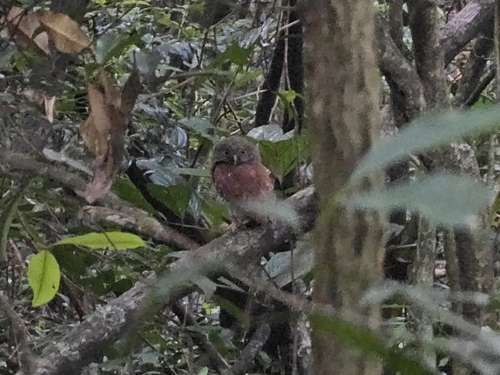 Chestnut-backed Owlet