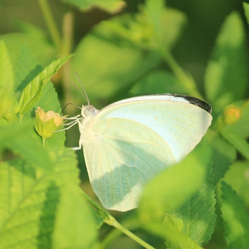 Mottled Emigrant