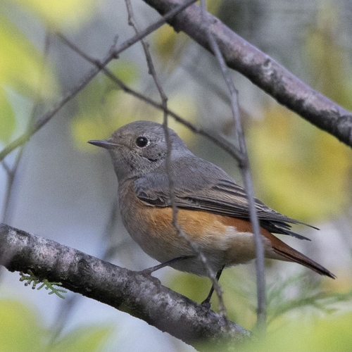 Common Redstart