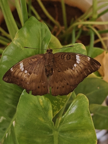 Common Baron
