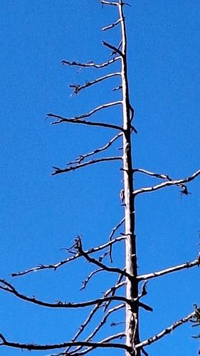 Great Spotted Woodpecker