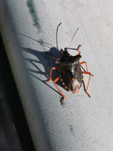 Forest Bug