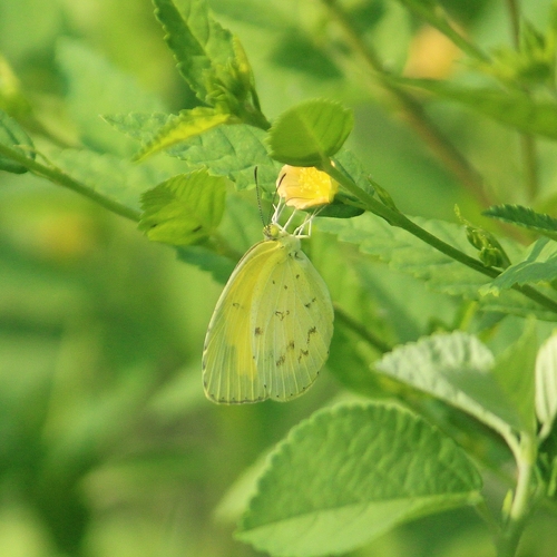 Common Grass Yellow