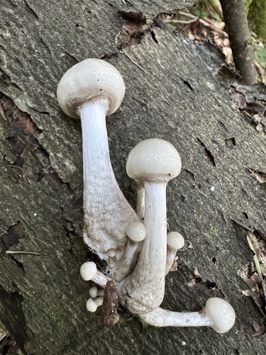 porcelain mushroom
