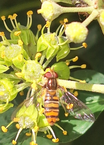 Marmalade Hover Fly