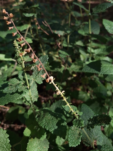 woodland germander