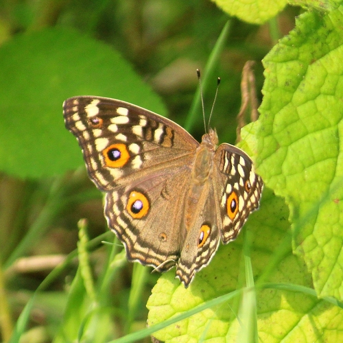 Lemon Pansy