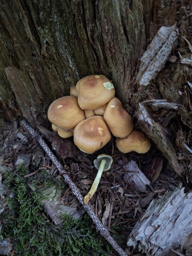 Sulphur Tuft