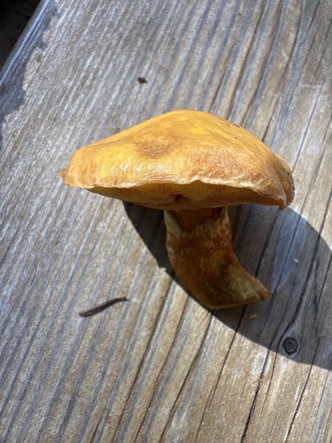 Larch Bolete