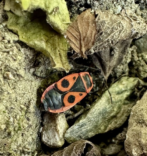 European Firebug