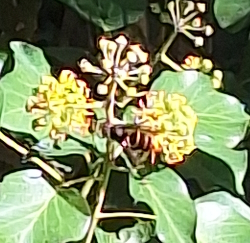 Yellow-legged Hornet
