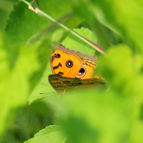 Peacock Pansy
