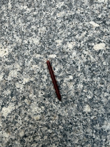 Rusty Millipede