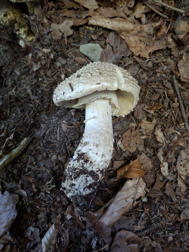 Solitary Amanita