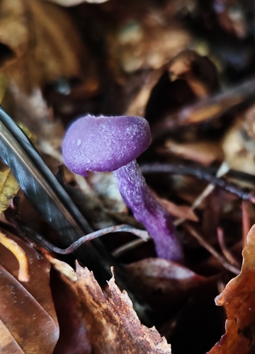 Amethyst Deceiver