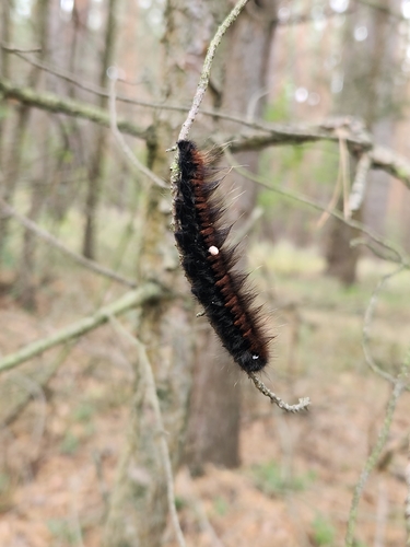Fox Moth