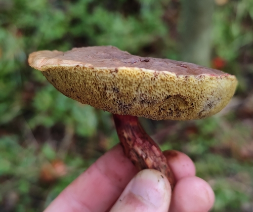 Red-cracking Bolete
