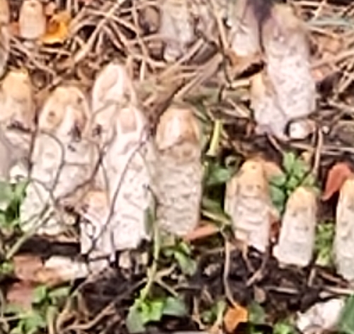 Shaggy Mane