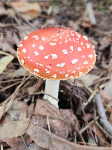Fly Agaric