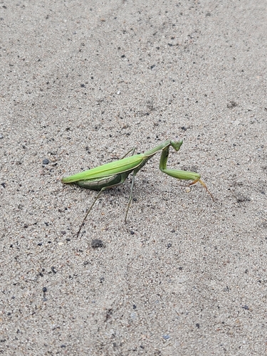 European Mantis