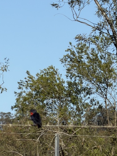 Mistletoebird