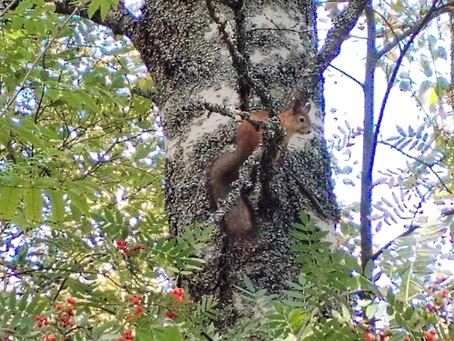 Eurasian Red Squirrel