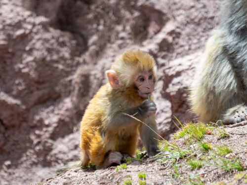 Rhesus Macaque
