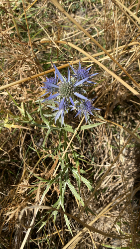 Italian Eryngo