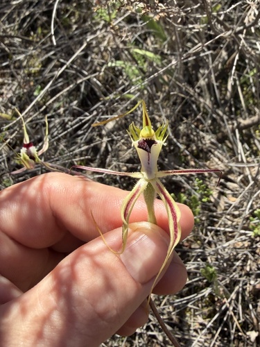 Thin-clubbed mantis orchid