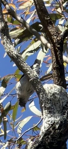 Varied Sittella