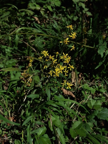 Solidago virgaurea virgaurea
