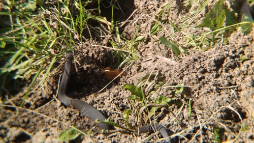 Adder