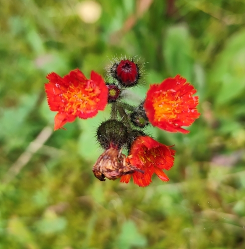 orange hawkweed