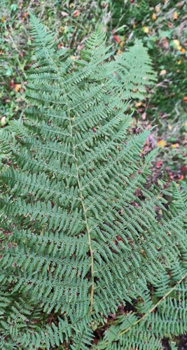 Common Lady Fern