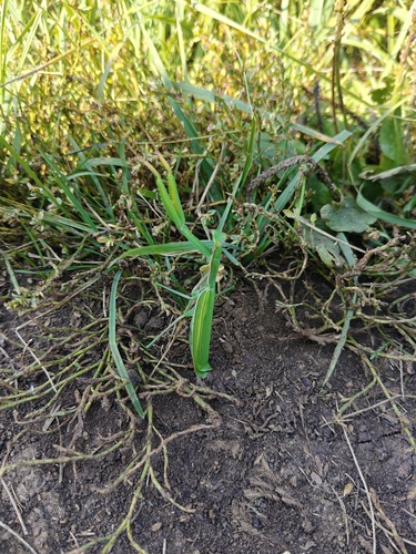European Mantis