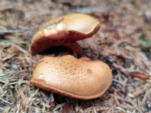 Peppery Bolete