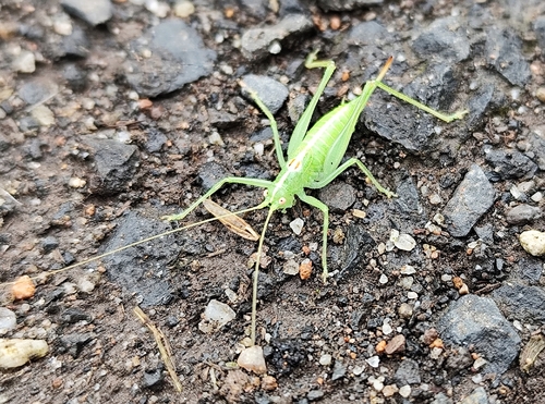 Southern Oak Bush-cricket
