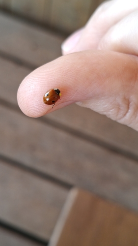 Two-spotted Lady Beetle