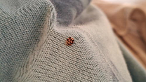 Poplar Ladybird Beetle