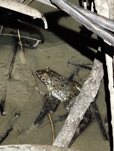 Crab-eating Frog