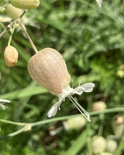 bladder campion