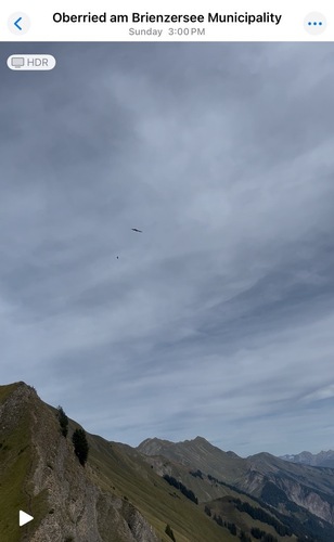 Eurasian Bearded Vulture