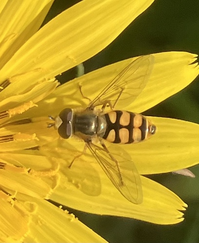 Migrant Hover Fly