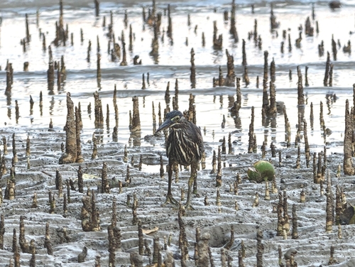 Little Heron