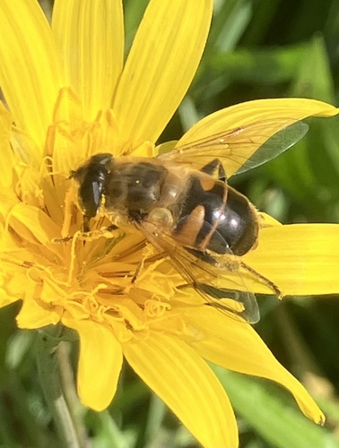 Common Drone Fly