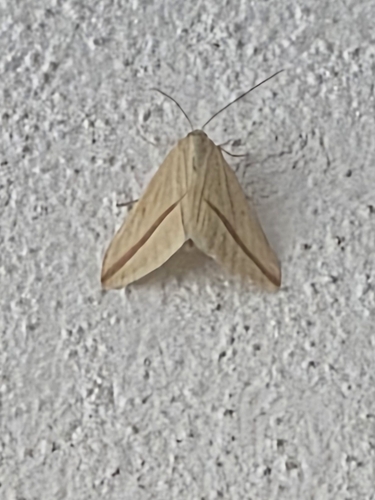 Vestal
