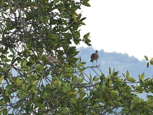 Eurasian Whimbrel